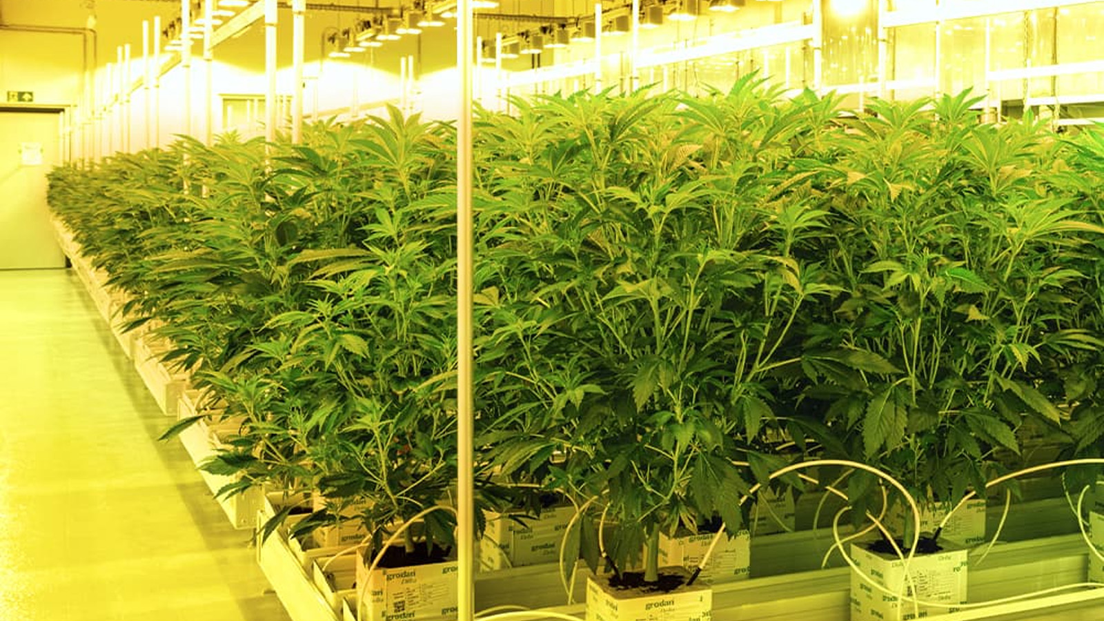 Wachstumsphase der Cannabispflanze
