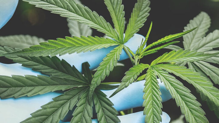 Cannabisblätter in Händen eines Growers