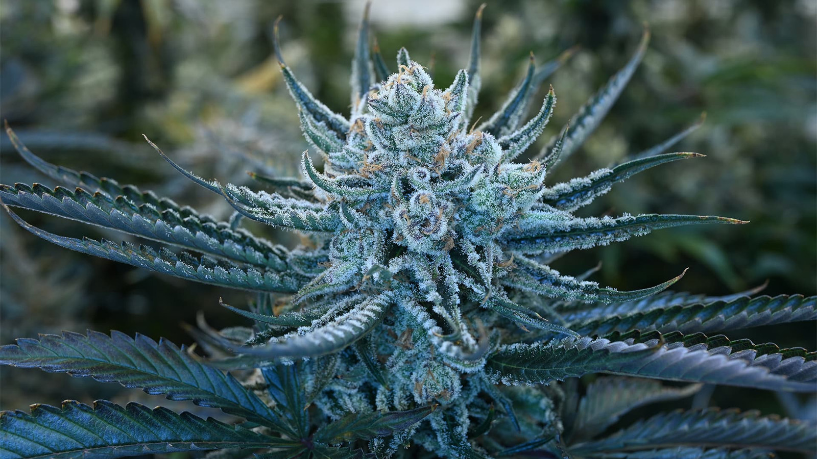 Close up aufnahme einer trichomreichen Cannabisblüte die wie vereist glitzert